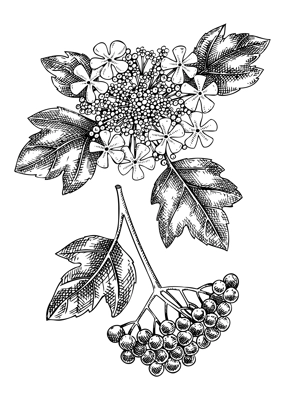 Guelder rose blossom sketch in engraved style. Flowering branch with flowers, berries and leaves. Black floral drawings set. Botanical vector illustration of spring plant isolated on white background